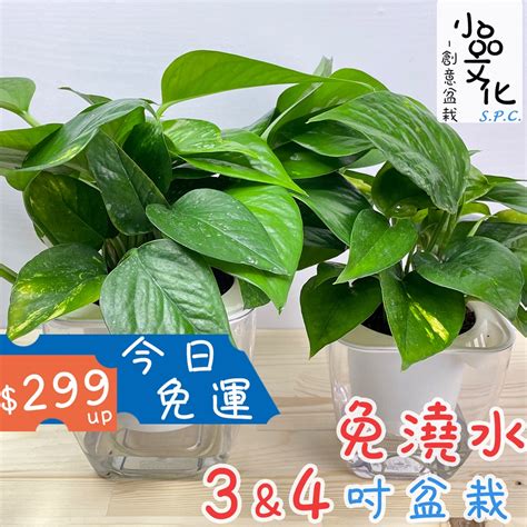 淨化廁所植物|「浴室植物」推薦這6種！黃金葛可以吸收甲醛、化煞開運，吊。